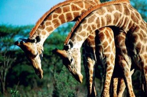 girafy
